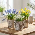 Birch pot small planter birch white Ø10cm H8.5cm 6 pcs | Floristik24.ie