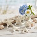 White Starfish Decoration, Dried Starfish for Crafting 7-11cm 15pcs | Floristik24.ie
