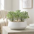 Succulent Echeveria 17cm Gray 3 pcs | Floristik24.ie