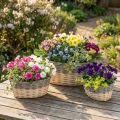 Wicker basket for planting Plant bowl L29/33/38cm set of 3 | Floristik24.ie