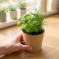 Planting pots, flower pot, plant pot, natural, Ø11cm H10cm, 6 pieces | Floristik24.ie
