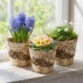 Birch pot planter made of bark with foil Ø15cm H13cm 3pcs | Floristik24.ie