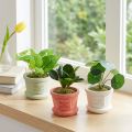 Artificial Green Plants Mini Plants in Pot 15cm 3pcs | Floristik24.ie