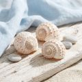 Mussel Tonna Tessalata 7 pcs | Floristik24.ie