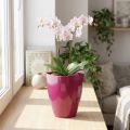 Orchid pot glossy Ø12.5cm cherry 1 pc | Floristik24.ie