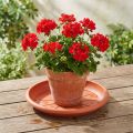 Coaster "Linda" Ø33cm terracotta | Floristik24.ie