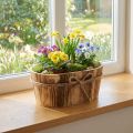 Wooden decoration Oval decorative bowl wood Rustic decoration 23x13x10cm | Floristik24.ie