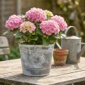 Shabby Chic metal flower pot with heart-shaped design, Ø22cm, H17.5cm | Floristik24.ie