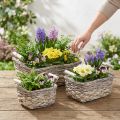 Plant basket with handles, square basket bowl, natural planter for planting shabby chic washed white L30/25.5/21 cm H12/11/10 cm set of 3 | Floristik24.ie