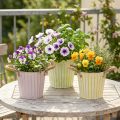 Bucket for planting, planter with handles, metal decoration pink/green/yellow shabby chic Ø16.5cm H15cm 3-piece set | Floristik24.ie