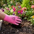 Kixx garden gloves size 8 pink, pink | Floristik24.ie