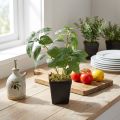 Artificial Basil in Pot Herbs in Green H22cm | Floristik24.ie