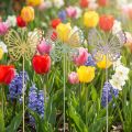 Garden stake butterfly metal three-colored L25cm 6pcs | Floristik24.ie