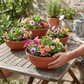 R-bowl plastic terracotta Ø 13cm - 19cm, 10pcs | Floristik24.ie
