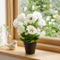 Poppy in a pot white silk flowers floral decoration | Floristik24.ie
