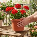 Plant pot "Oliver" terracotta Ø25cm | Floristik24.ie