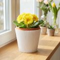 Pleated cuffs white 8.5cm 100 pcs | Floristik24.ie