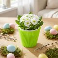 Pleated cuffs light green 10.5cm 100 pcs | Floristik24.ie