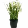 Floristik24 Fritillaria in a pot, checkerboard flower green and white, artificial flower