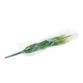 Floristik24 Foxtail grass green, white 63cm