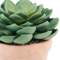 Floristik24 Succulent plant in pot Echeveria artificial green Ø15cm