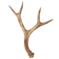 Floristik24 Artificial antlers, lifelike, rustic, 32cm