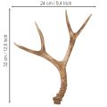 Artificial antlers, lifelike, rustic, 32cm | Floristik24.ie
