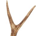 Artificial antlers, lifelike,
