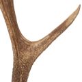 Decorative artificial antlers,