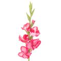 Floristik24 Artificial gladiolase with decorative flowers, 88cm