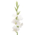 Floristik24 Artificial gladiolus, long stem, for vases, 88cm