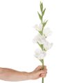 Artificial gladiolus, long stem, for vases, 88cm | Floristik24.ie