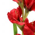 Floristik24 Gladiolus Red 93cm