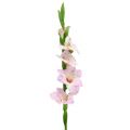 Floristik24 Gladiolus cream-purple 86cm