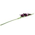 Floristik24 Gladiolus dark purple 86cm