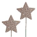 Floristik24 Glitter star on wire champagne 5cm 48pcs
