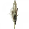 Floristik24 Dried grasses in a bunch Dry floristics Dry bouquet H70cm
