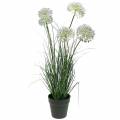 Floristik24 Grass with flowers in a pot artificial lilac 70cm