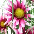 Floristik24 Grass with Echinacea artificial in a pot Pink 63cm