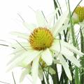 Floristik24 Artificial grass with Echinacea in a white pot 52cm