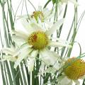 Floristik24 Artificial grass with Echinacea in a white pot 56cm