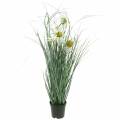 Floristik24 Artificial grass with Echinacea in a white pot 56cm