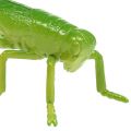 Floristik24 Grasshopper green 11cm 1p