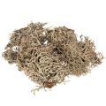 Floristik24 Decorative moss, grey moss for crafts, 500g