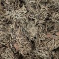 Decorative moss, grey moss for crafts, 500g | Floristik24.ie