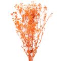 Floristik24 Baby's breath dried flower bouquet Gypsophila 75cm 100g