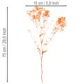 Baby's breath dried flower bouquet Gypsophila 75cm 100g | Floristik24.ie