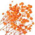 Baby's breath dried flower bouquet Gypsophila 75cm 100g | Floristik24.ie
