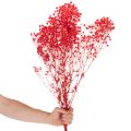 Dried Baby's Breath (Gypsophila) Bunch 75cm 100g | Floristik24.ie