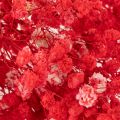 Dried Baby's Breath (Gypsophila) Bunch 75cm 100g | Floristik24.ie